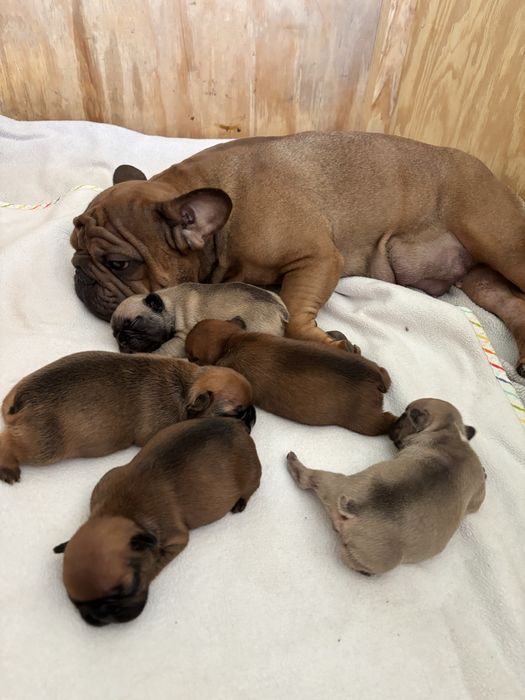 Продам  Французькі бульдоги .