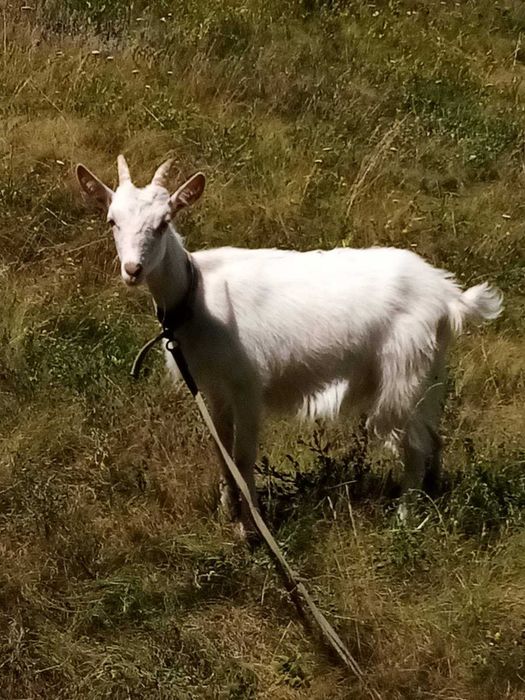 Сільгосп тварини: Козочки молочні