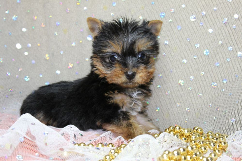 Цуценята йорки міні і стандарт