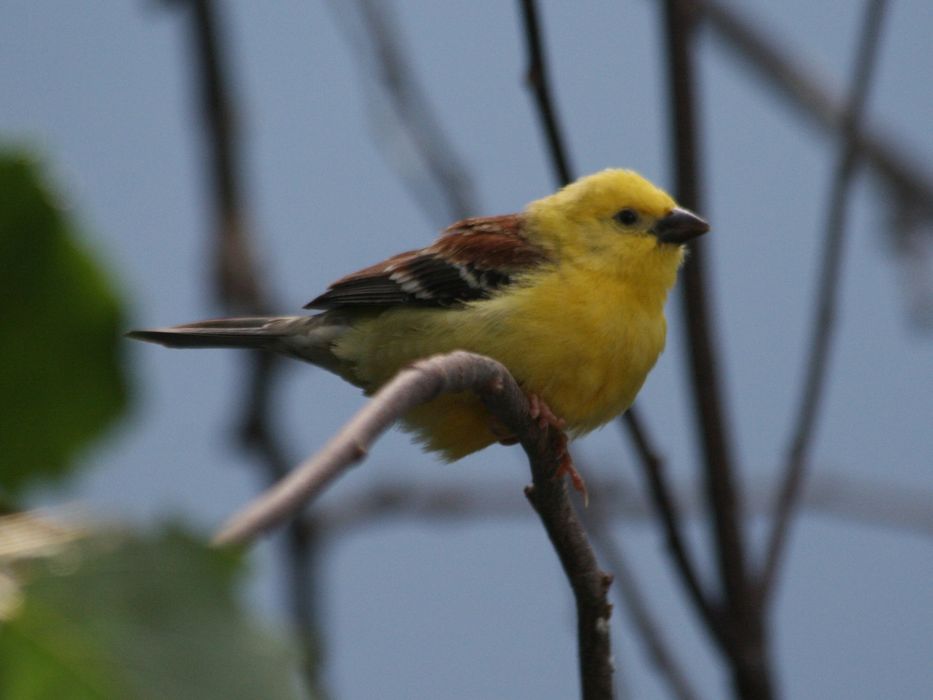 Wróbel cytrynowy (Passer luteus)