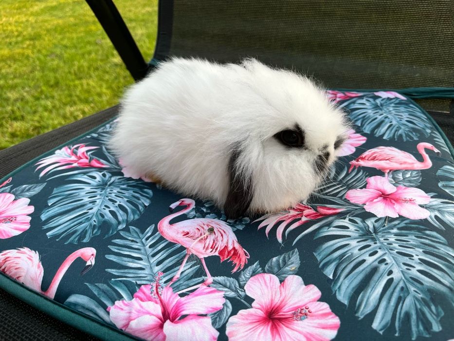 Króliczki miniaturki mini lop (baranek )