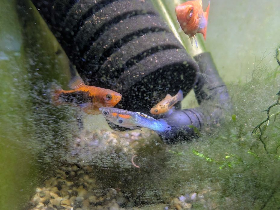 Endlers azuis japoneses