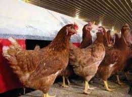 Kury Nioski Rosa Messa Leghorn.Kurki z jajkiem prosto od Hodowcy.DOWÓZ