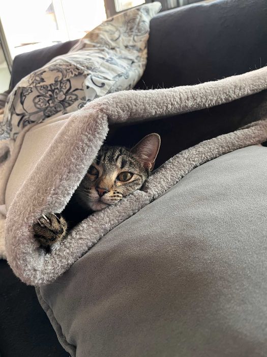 kotka srebrna bura 11 miesięcy