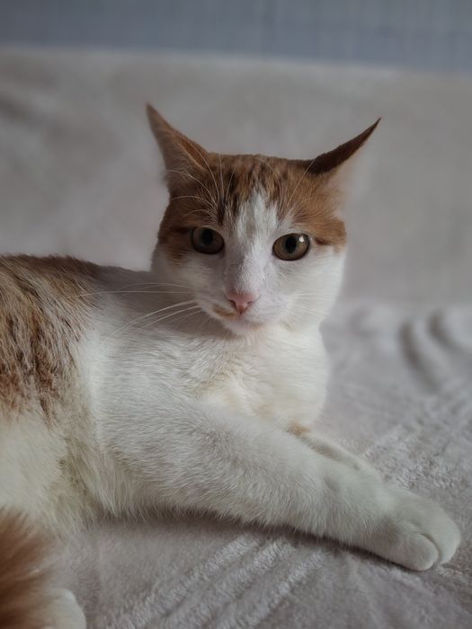 Кастрированный бело-рыжий котёнок-подросток ищет дом! Котята в хорошие