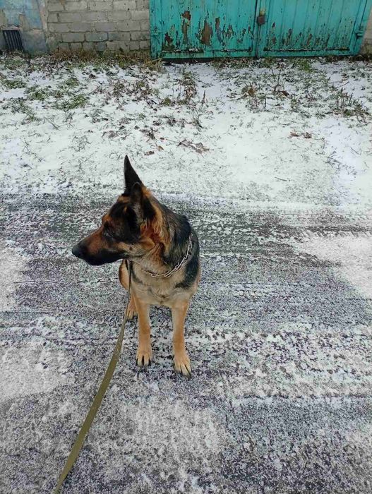 Немецкая овчарка бесплатно. Собака даром. Пёс. Щенок. Щенки