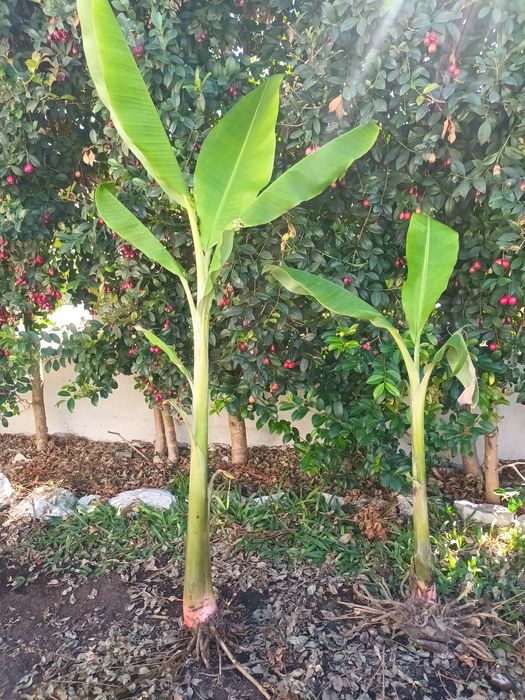 Bananeiras da madeira