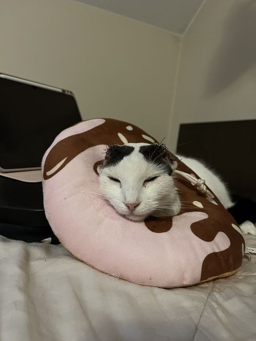 Biała czarna kotka bez uszu wykastrowana adopcja szuka domu