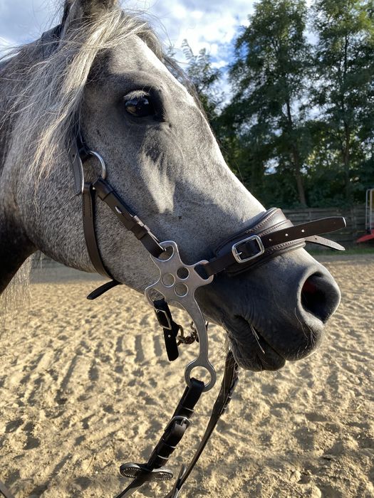 Sprzedam oglowie hackamore Lily FR equestrian