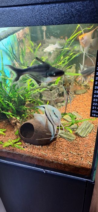 Akwarium z szafką rybkami .