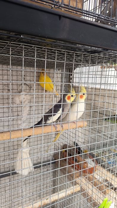Casal de caturras