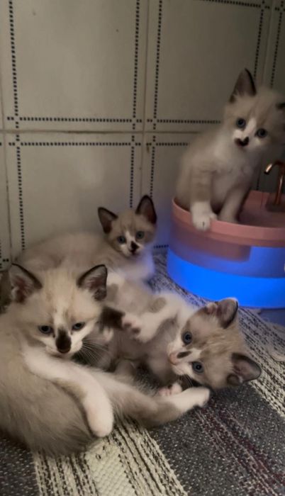 Gatos para adoção responsável