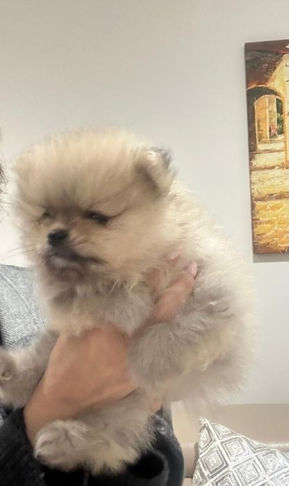 Szpic Miniaturowy Rudy Szczeniak