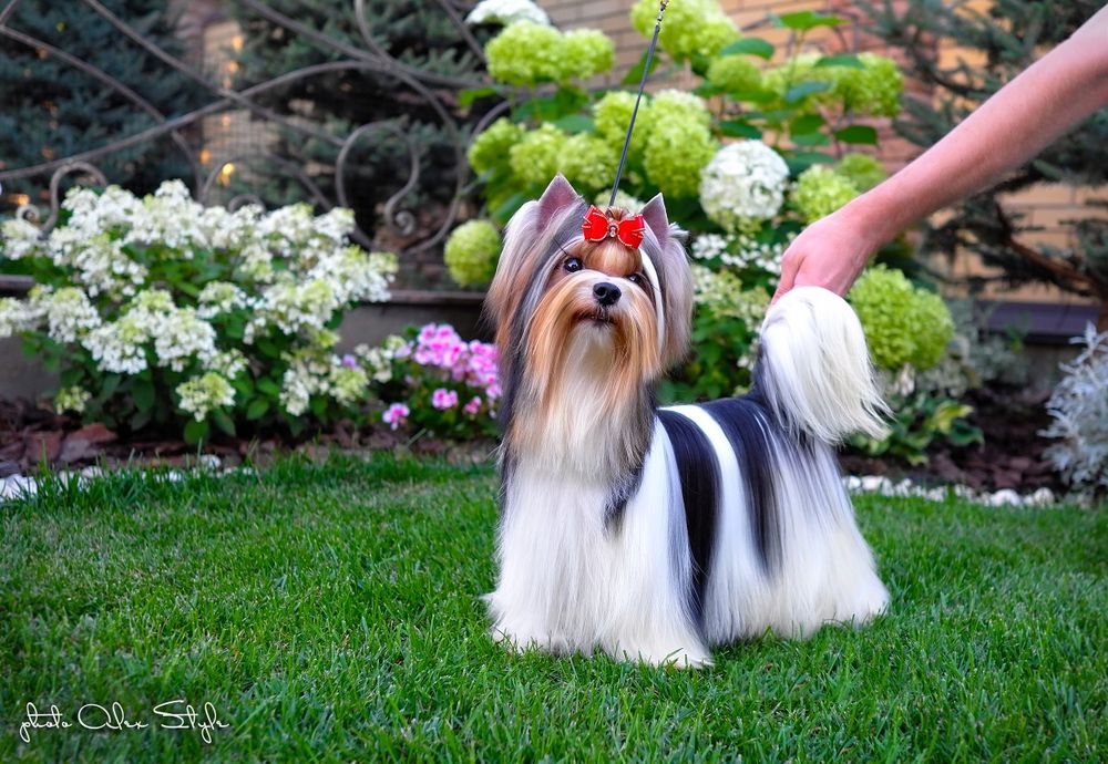 Бивер Йорк для вязок