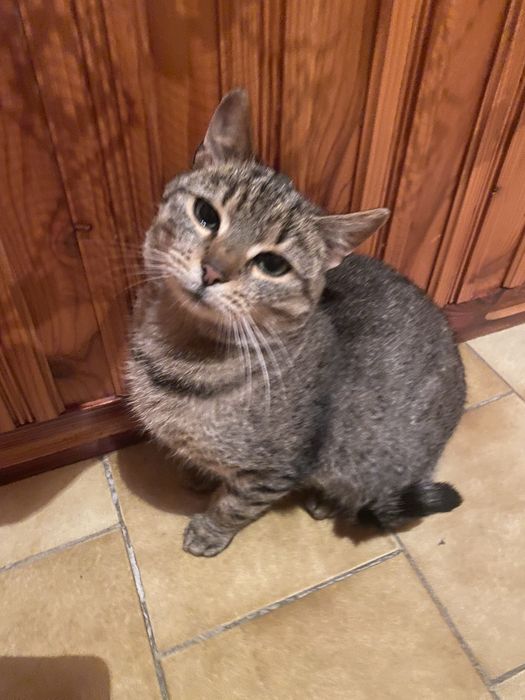 Oddam kotke w dobre ręce