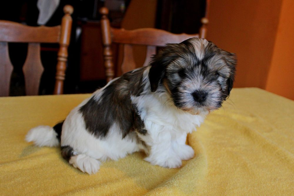 Śliczny Szczeniak z rodowodem