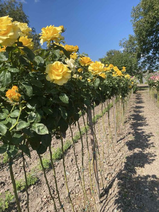 Саджанці троянд / Саженцы розы / Опт / ЗКС / ВКС