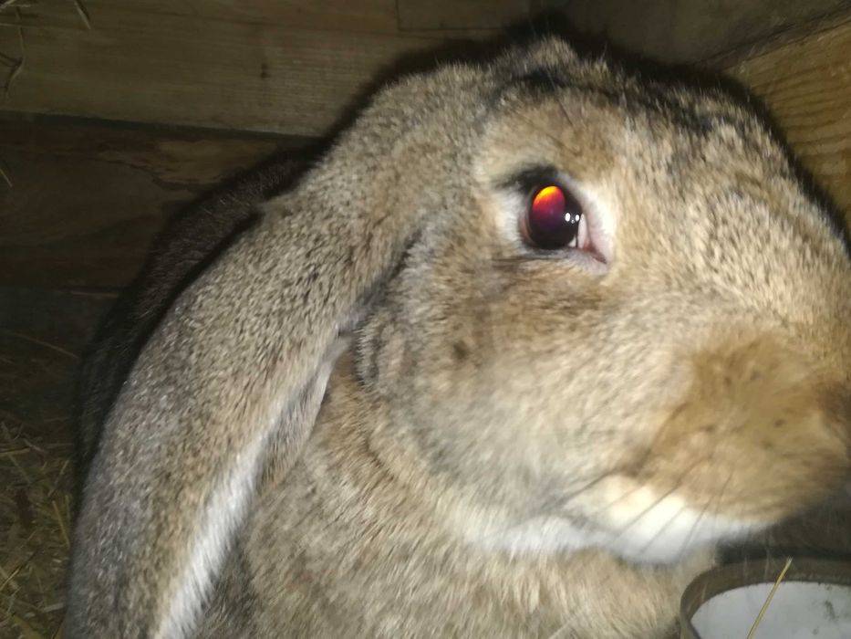 Króliki belgijskie,srokacze, barany francuskie