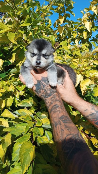 Перспективні чудові