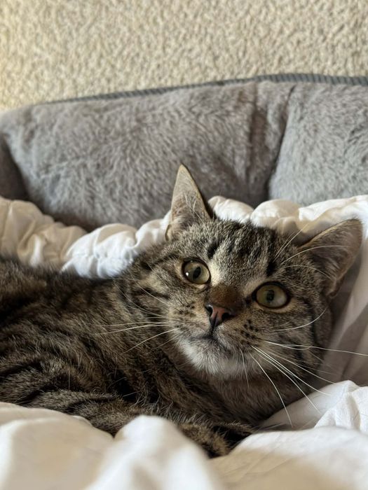 Cudowny Joko szuka domu