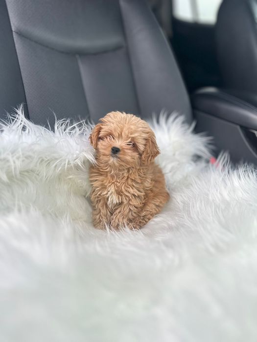 Mini Glamour Maltipoo – стиль та ніжність. Мальтипу