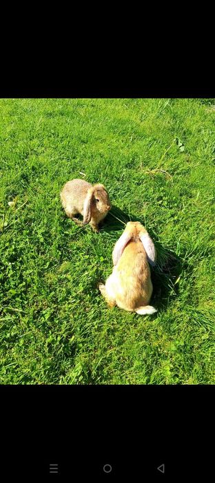 Króliki barany francuskie samce spokojne
