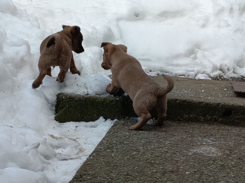 Małe pieski do oddania