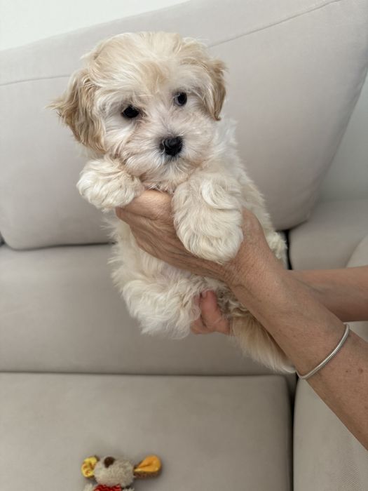 Щенок породы Мальтипу мини