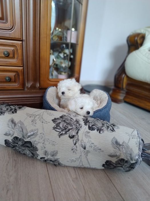 Мальтезе міні мальтійська болонка