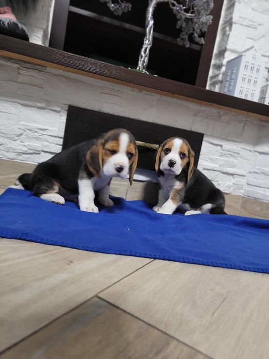 Beagle śliczny szczeniak