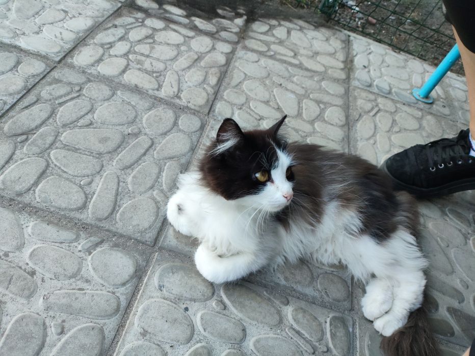 Віддамо бесплатно кота в добрі руки