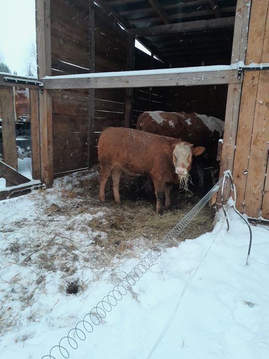 Jałowka miesna Lm x Sm Rezerwacja