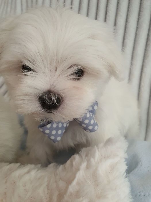 Maltańczyki Piesek z Rodowodem - Zerknij-Mini do 2,5kg.