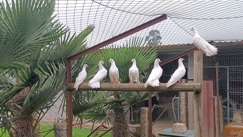 Pombas brancas e de leque