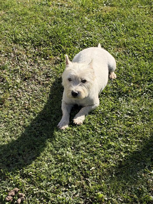 West Highland White Terrier