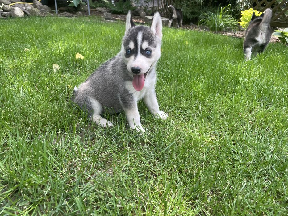 Szczeniak Siberian Husky