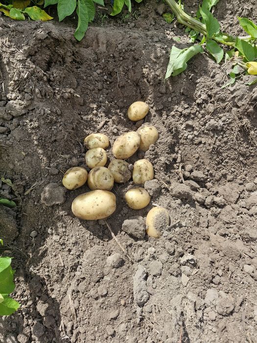Sprzedam młode ziemniaki prosto z pola