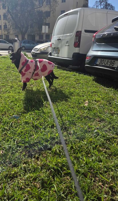 Pet Sitting/Walking; Creche e Estadia Familiar para cães/gatos Lisboa