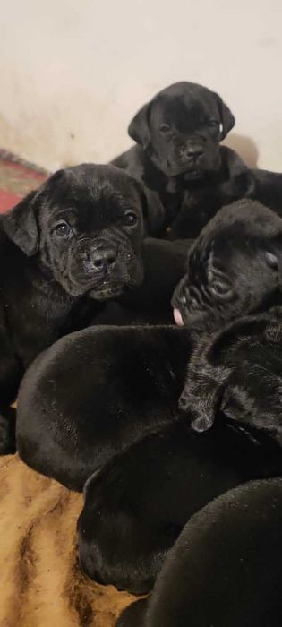 Продається Кане Корсо