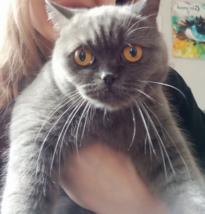 Віддам у добрі руки котика породистого Скоріш Страйт