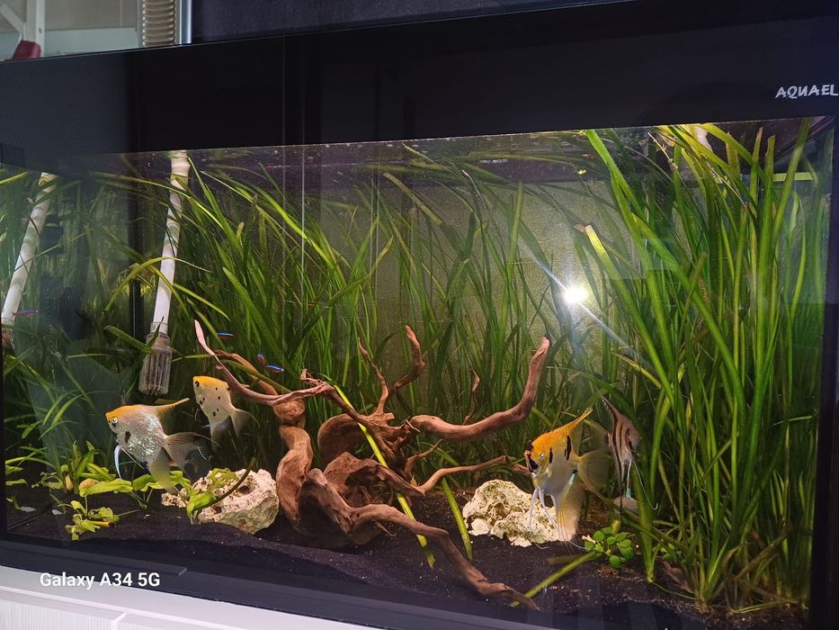 Akwarium  Aquael