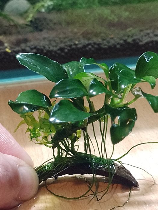 Aniubias.                      .