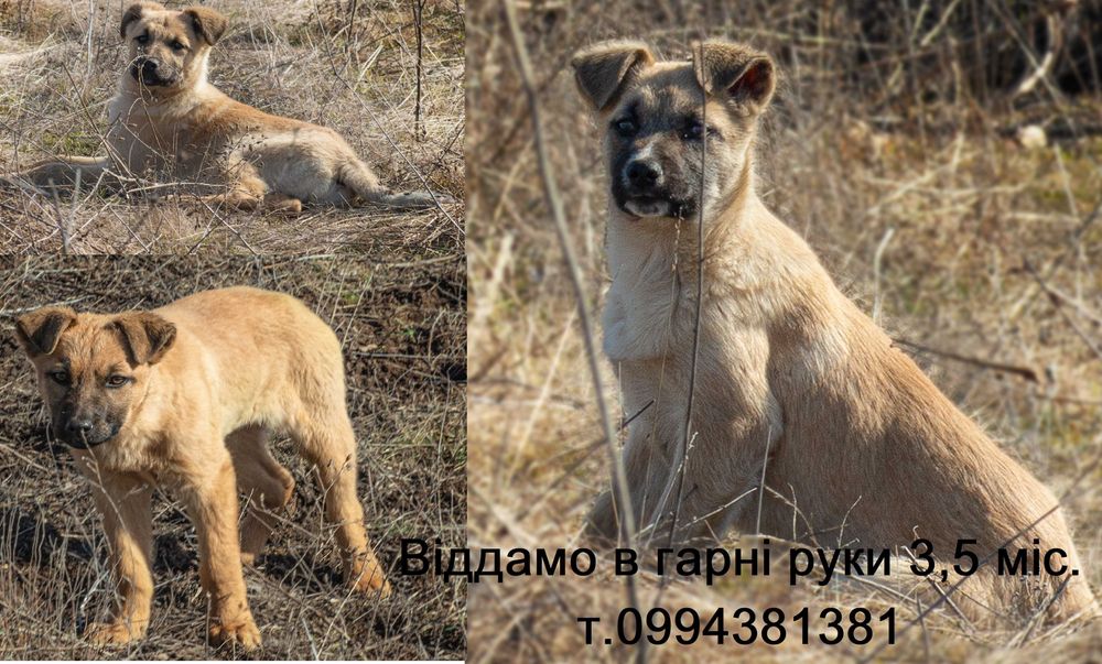 Метис вівчарки 3,5 міс.в гарні руки (привеземо)