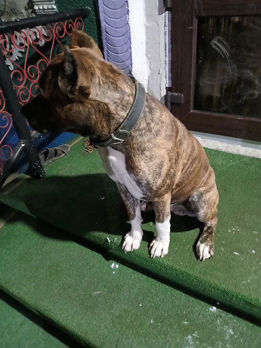 Вязка американського пітдбуля