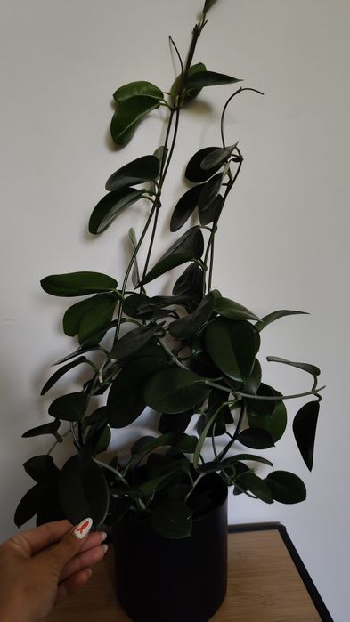 Hoja Australis duża