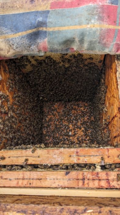 Miód z własnej pasieki.