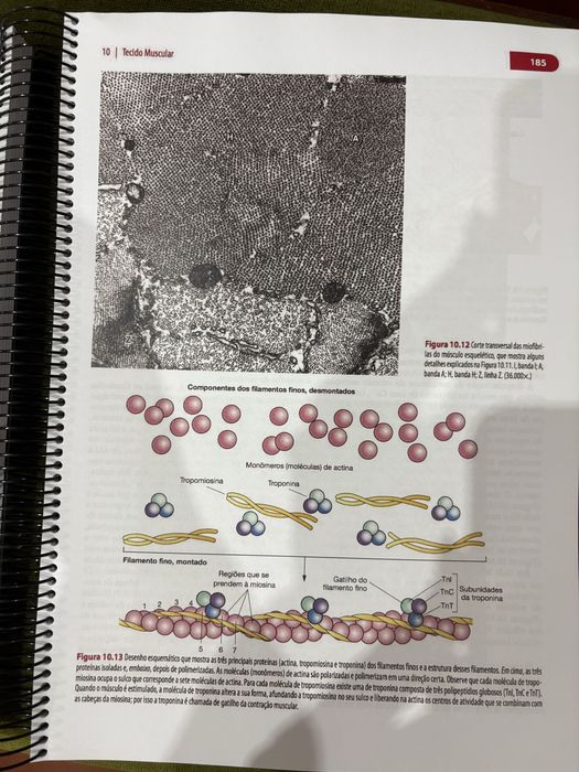 Livro de Histologia Basica Junqueira e Carneiro