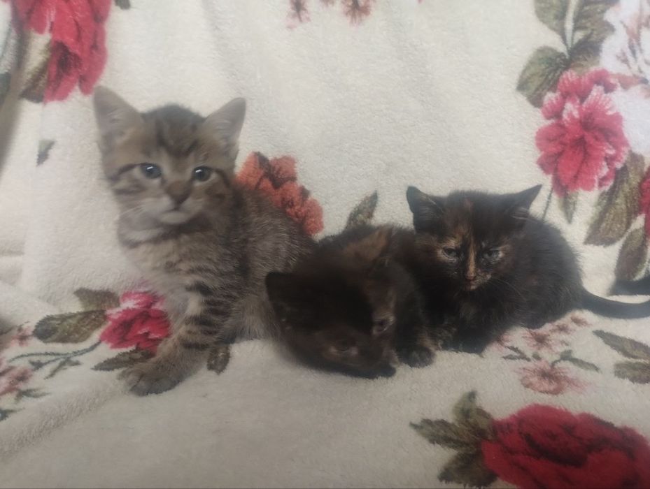 Віддам котят в добрі руки