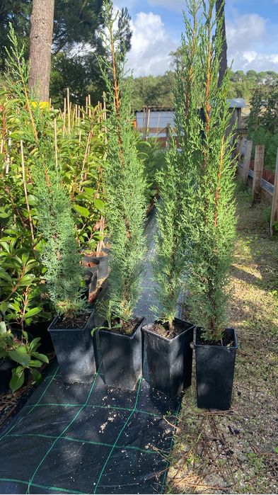 Cipreste Italiano 1m