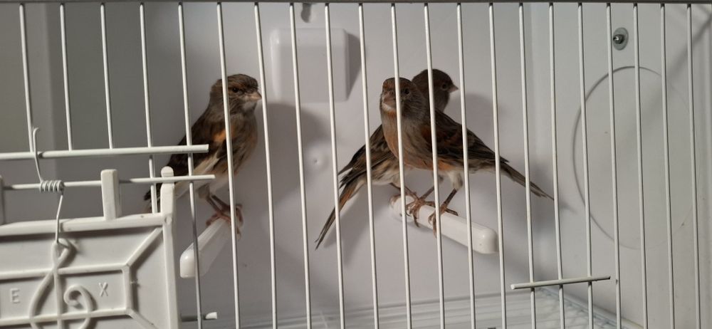 Vendo canários Arlecrim Português